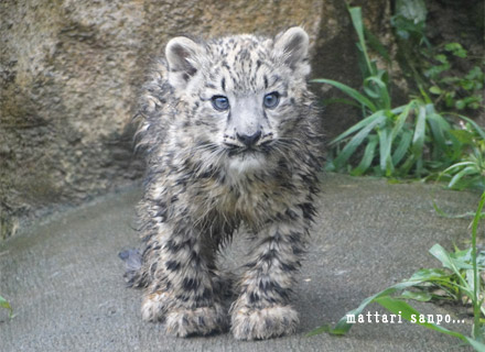 ユキヒョウの赤ちゃん