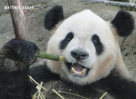 ジャイアントパンダ、リーリー君