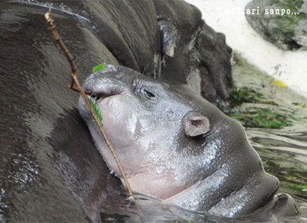 コビトカバの赤ちゃん