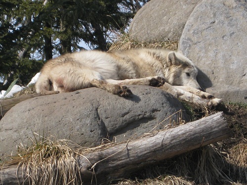 動物園5‐2
