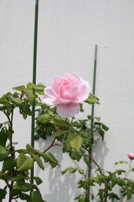 逕サ蜒・272_convert_20110519203927