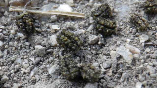 小豆島でオリーブを育てよう スズメガの幼虫の見つけ方 オリーブ畑に集る虫たち