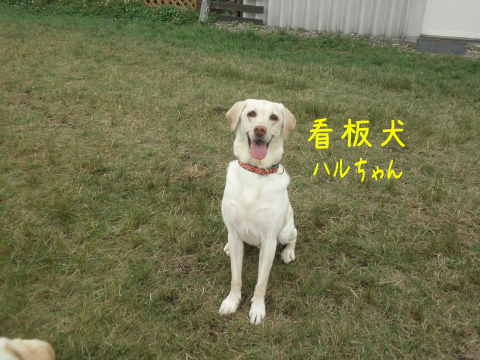 haru_20100720234701.jpg