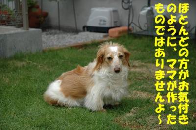 DSC_1002.jpg