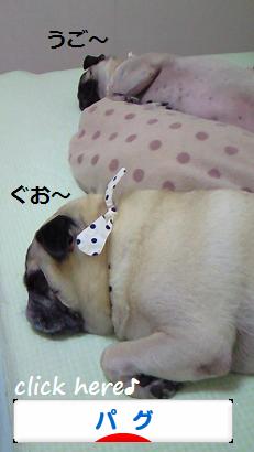 ポチ(屮゚Д゚)屮ありがとう