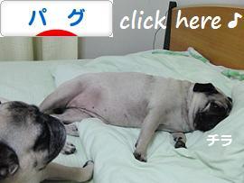 ポチ(屮゚Д゚)屮ありがとう