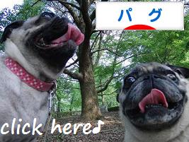 ポチ(屮゚Д゚)屮ありがとう