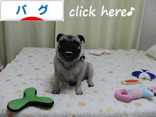 ポチ(屮゚Д゚)屮ありがとう