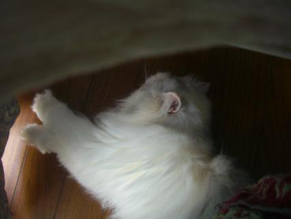 CIMG0028.jpg