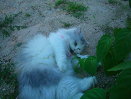 CIMG0342_20110804130116.jpg