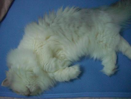 CIMG0520_20110826110642.jpg