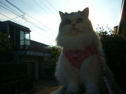 CIMG0529_20110828173852.jpg
