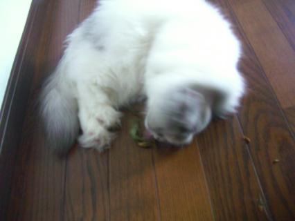 CIMG0597_20110907102401.jpg