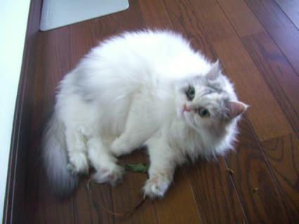 CIMG0598.jpg