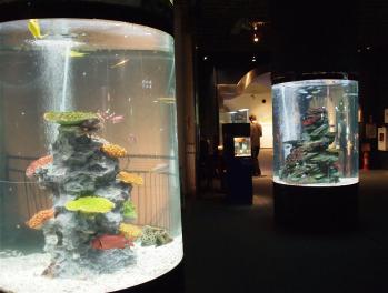 20110820_suizoku2.jpg