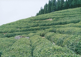 中国茶畑