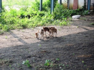 インド犬4