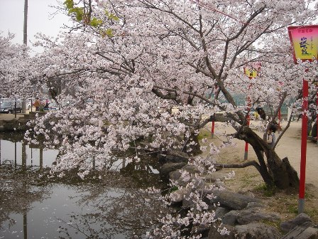 小城公園)桜・池