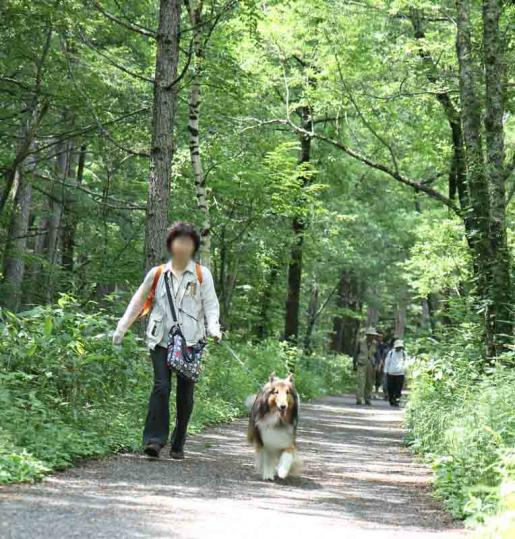 上高地への道今