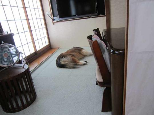 行き倒れ