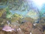 P9220135_convert_20090924222452.jpg