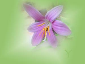 reinlily