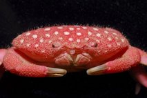 capt_1cc7ea7338324ba583a16213ac3cd33b_taiwan_strawberry_crab_tpe802.jpg