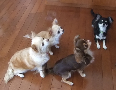 Four Chihuahuas