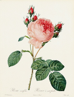 花の画家ルドゥーテ「美花選」展 | blog オルシニアン