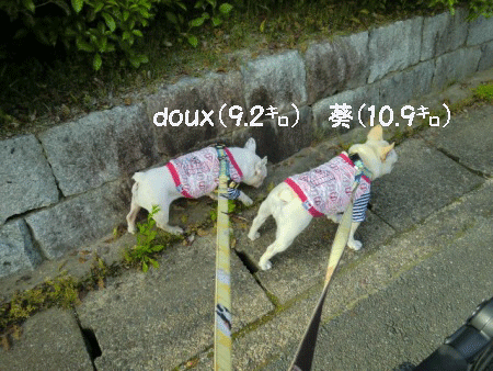 葵 ＋ doux ＝ 約２０キロ