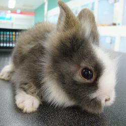 2009-11-27-lion-rabbit1.jpg