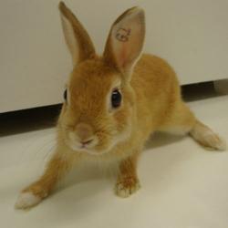 2009-11-netherland-dwarf-orange.jpg