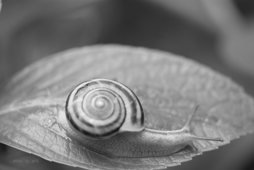 snail_2009_8_6_2.jpg