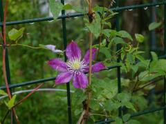 IMGP4552.jpg