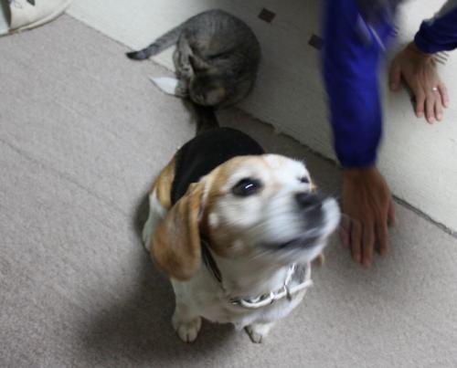 チーズ&泰造