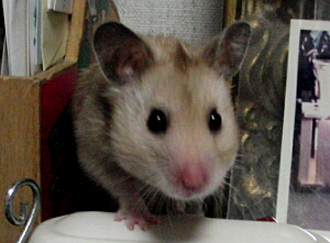 ひょっこり