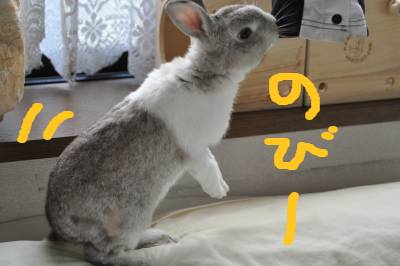 のび~