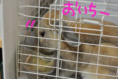 おいち~