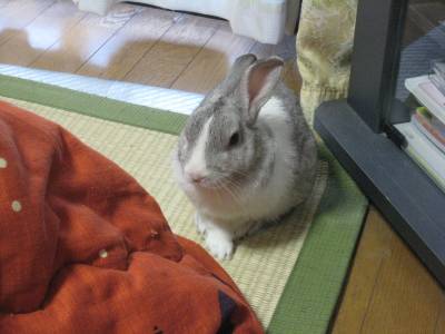 ちゃちゃ2
