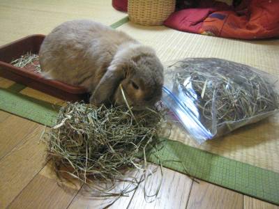 さくたろうくん