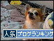br_decobanner_20091204222648.gif