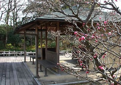 紅葉山庭園の梅・桜-2
