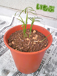 gblog080427d