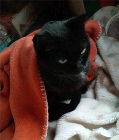 101216-4.gif