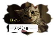 にほんブログ村 猫ブログ アメショーに投票！
