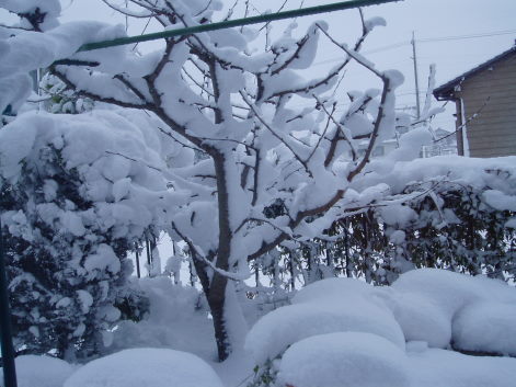 雪のお正月