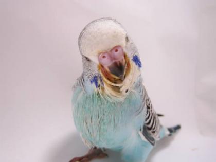 かわいい・・・
