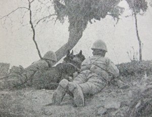 弾雨下に勇士と共に活躍する軍用犬