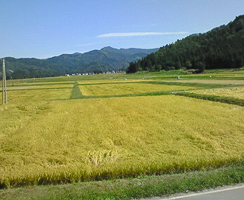 NEC_0233.JPG