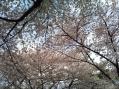 2011hanami.jpg